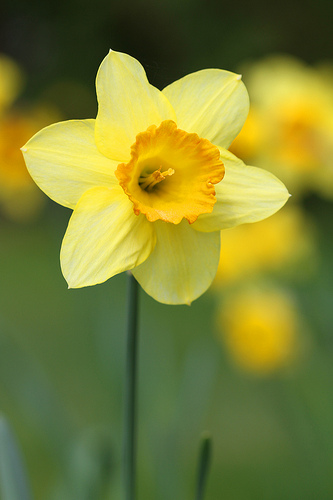 Daffodil